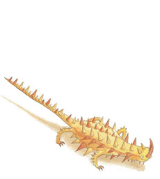 Thorny Devil illustrated by Daniel Salmieri